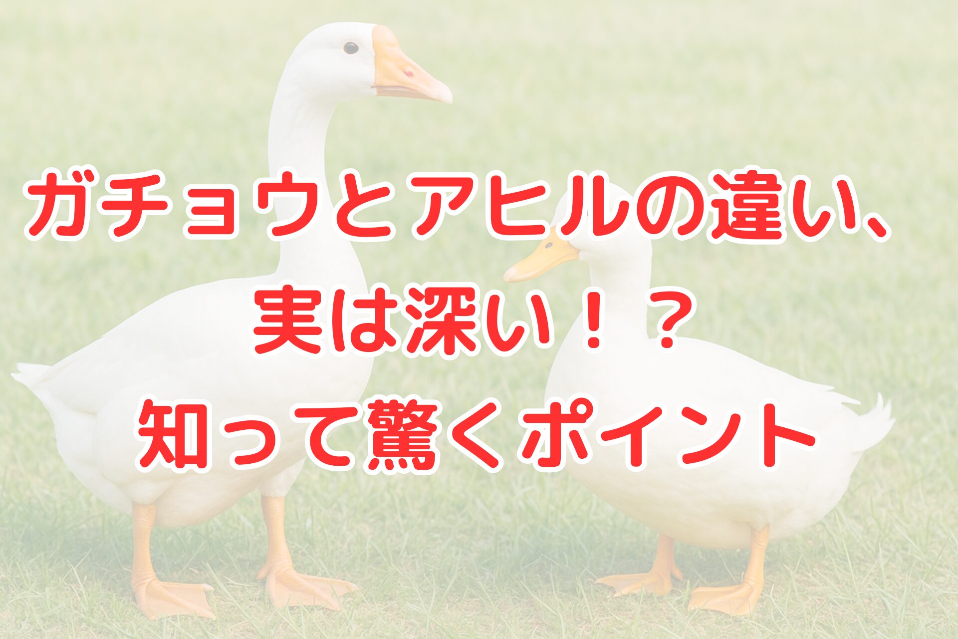 ガチョウとアヒルの違いを解説する記事用アイキャッチ画像